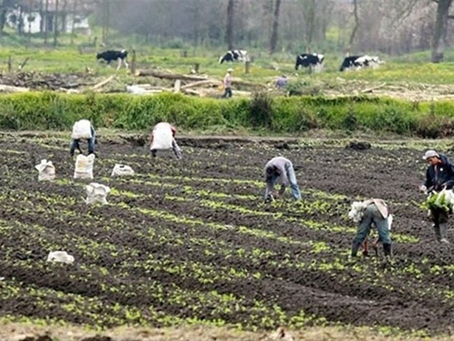 Tras acuerdo con el Ministerio de Agricultura, Boyacá se beneficiará con créditos y reducción de importación de papa a nivel nacional.. Foto: Colprensa