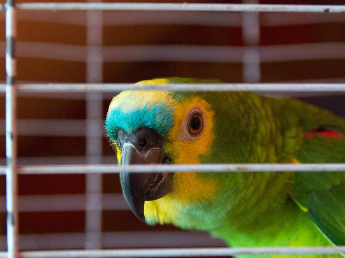 Autoridades mantienen lucha en contra del contrabando agropecuario; incautan millones en mercancías