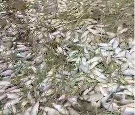 Mortandad de peces en río Zulia. Foto: Cortesía comunidad.
