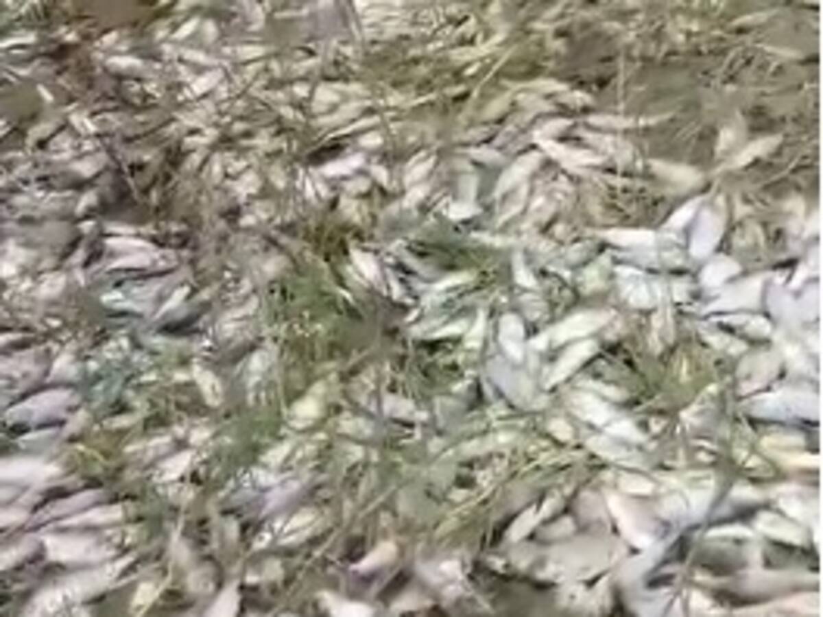 Mortandad de peces en el río Zulia tras fuertes lluvias y contaminación en N. de Santander