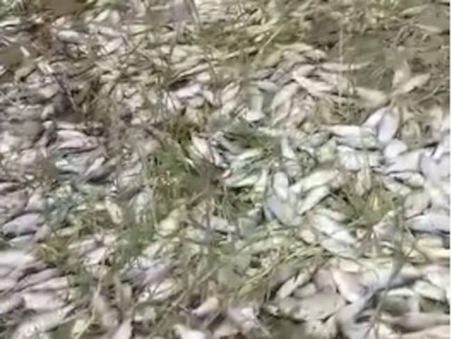 Mortandad de peces en río Zulia. Foto: Cortesía comunidad.