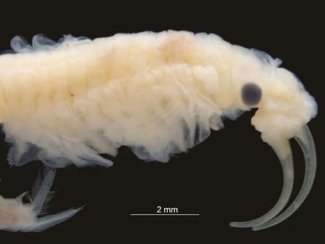 Una nueva especie de crustáceos de agua dulce ha sido descubierta durante una expedición al desierto de Lut, Irán. Foto: HOSSEIN RAJAEI / EUROPA PRESS