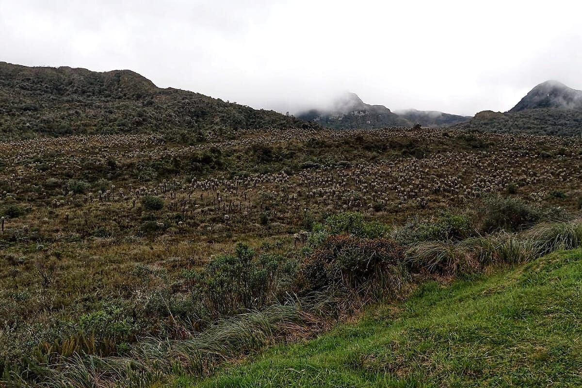 El Ejército intenta apoyar la búsqueda, pero el clima propio del parque natural ha imposibilitado la acción de las aeronaves. Páramo de Guanacas.
