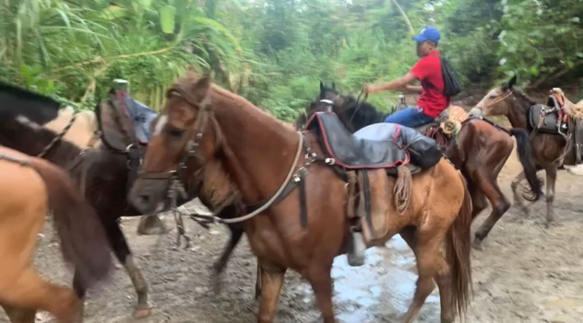 Caballos en el Parque Tayrona/ Gabriela Barrero