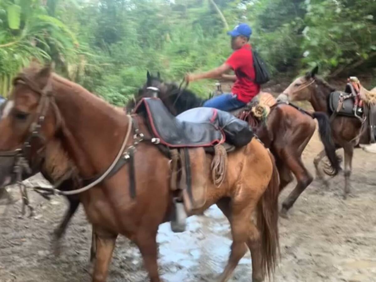 Turistas denuncian mal estado de los caballos en el Parque Tayrona