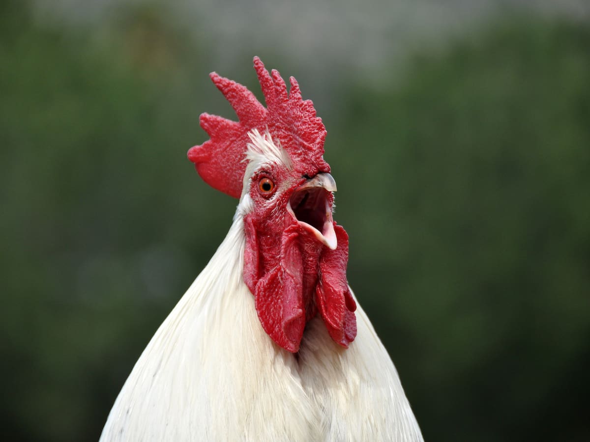 ¿Cuáles son las diferencias entre un pollo y un gallo?