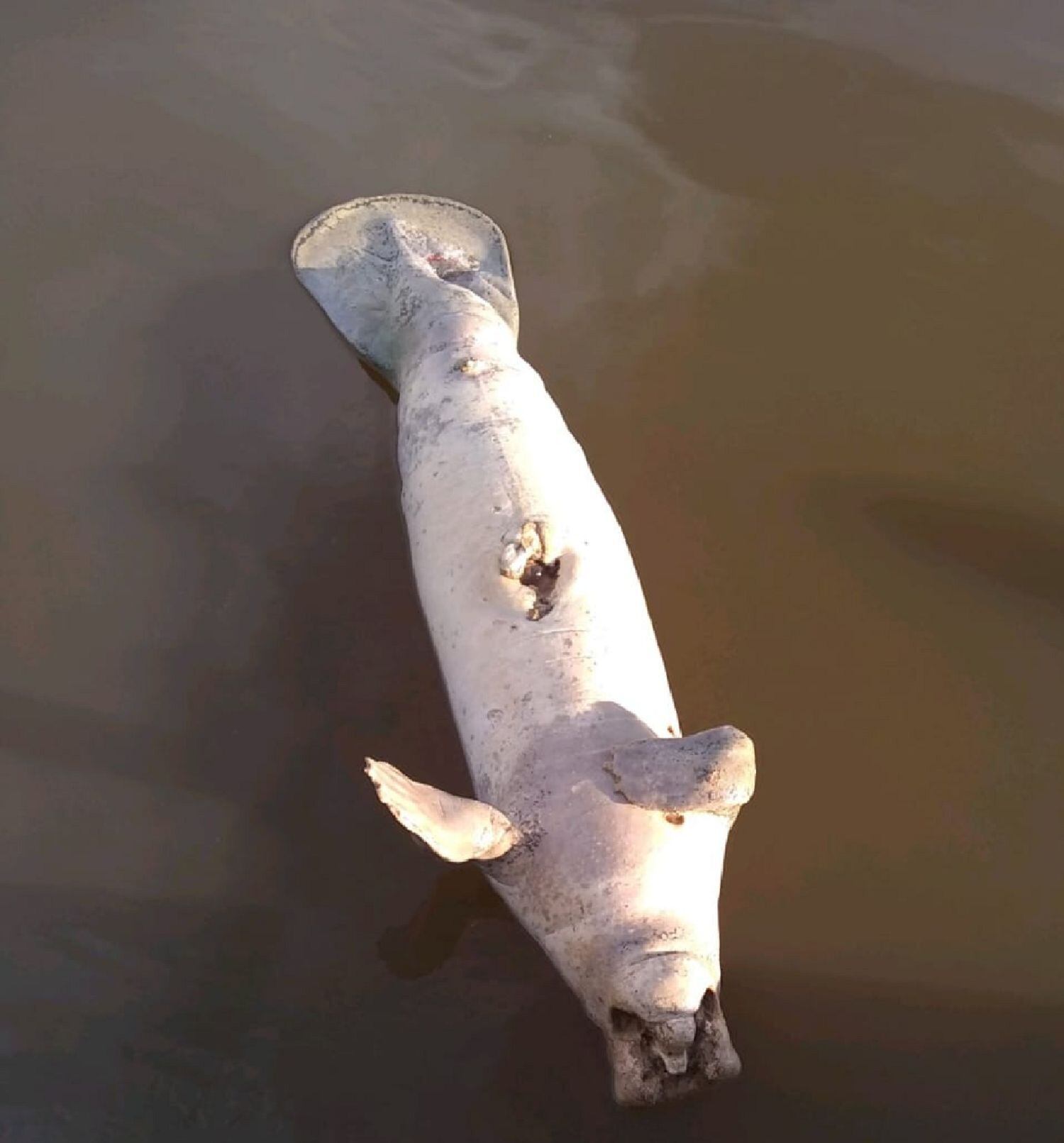 Manatí muerto. Foto: Elkin Briceño - tomada de Twitter.
