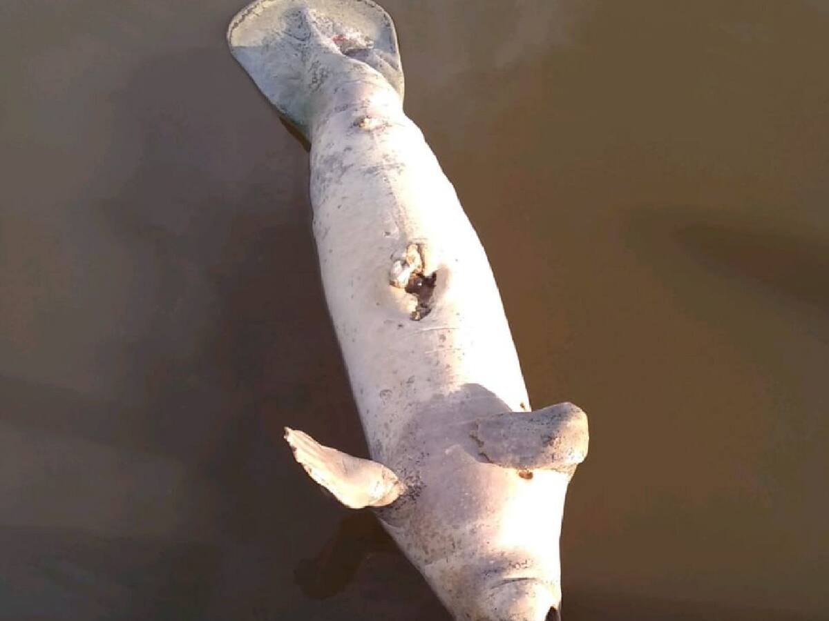 Autoridad ambiental investiga muertes de manatíes en Santander