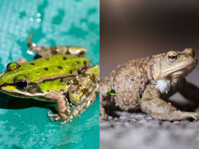 Rana y sapo imagen de diferencia. Fotos: Getty Images.