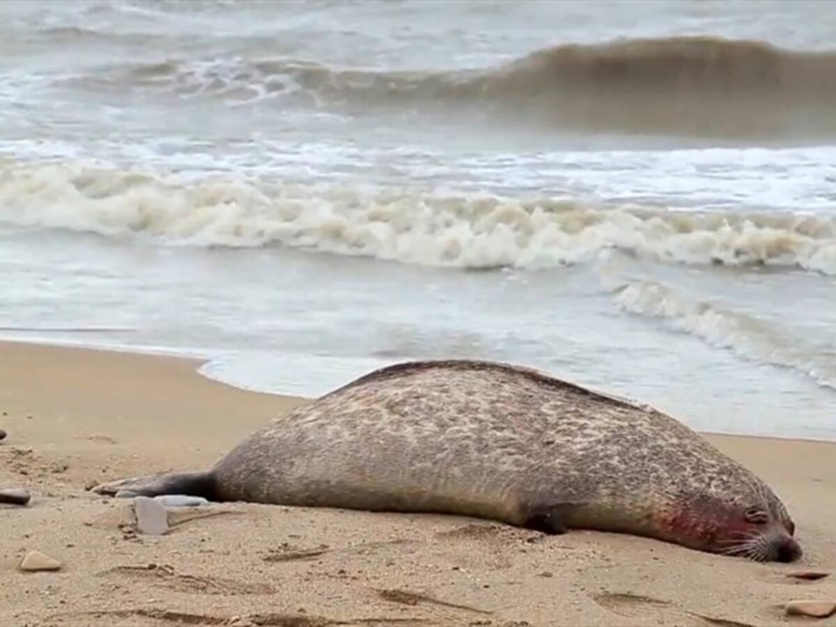 Hallan 300 focas muertas a las orillas del mar Caspio