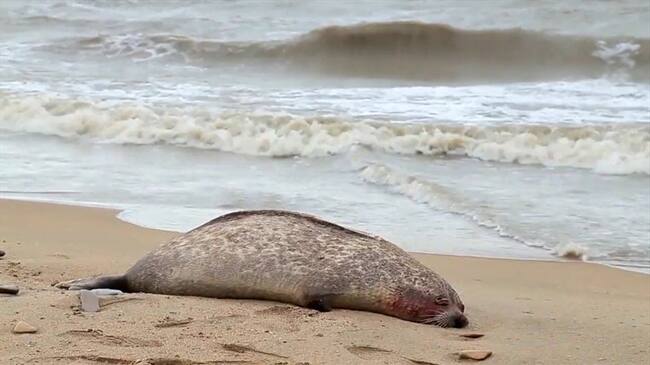 Imágenes publicadas por la agencia pesquera rusa muestran varios animales muertos. Foto: Agencia AFP