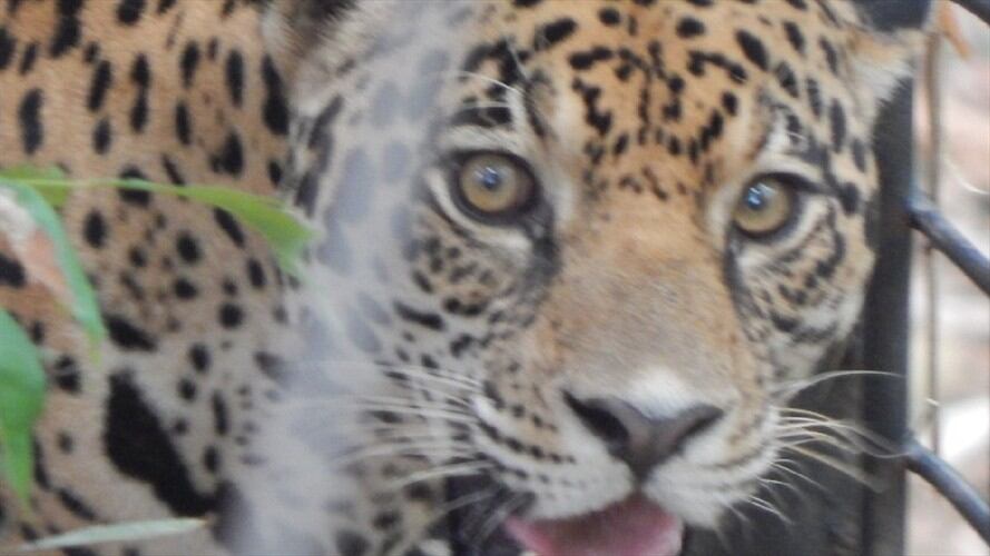 Tigger Cabildo verde . Foto:Suministada.