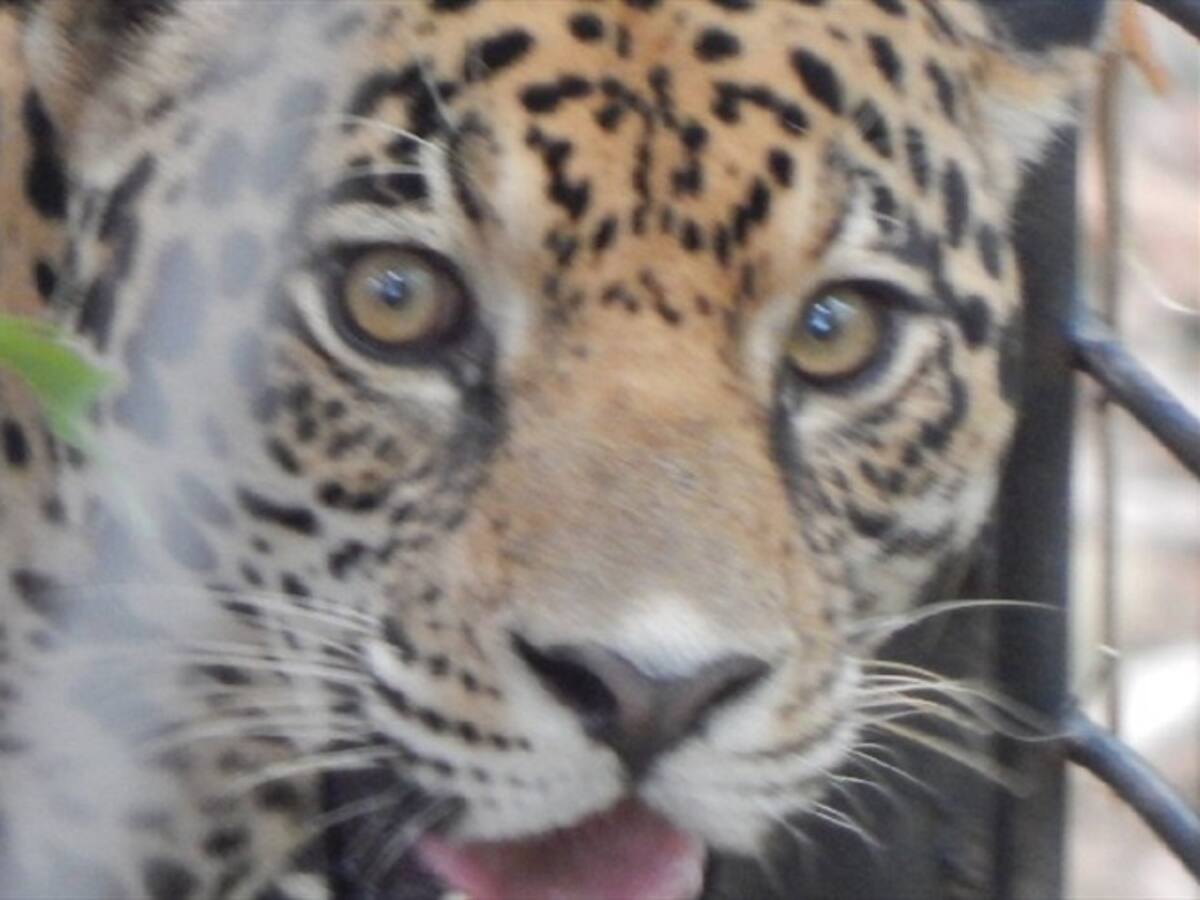 Murió jaguar más antiguo que estaba en cautiverio en Santander
