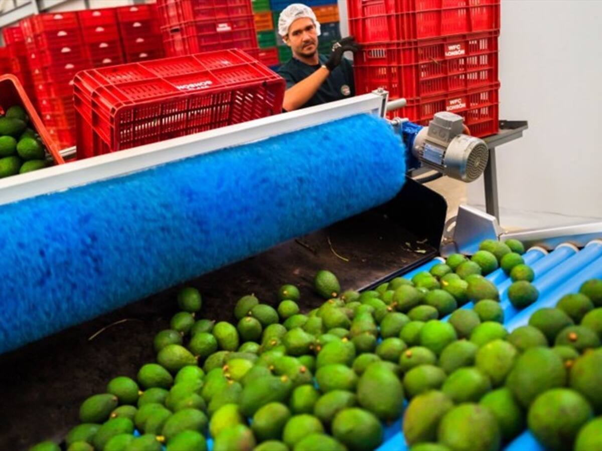 ¿Cuántas toneladas de aguacate Hass exportó Colombia para el Super Bowl?
