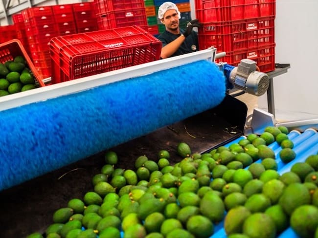 Colombia exportó más de 43 toneladas de aguacate Hass para el Super Bowl. Foto: Getty Images
