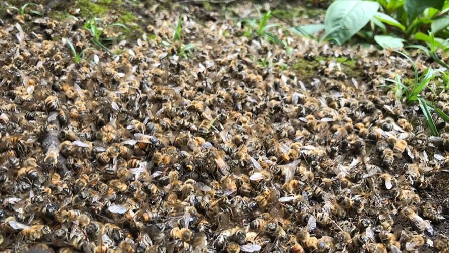 Son 21 colmenas en esta locación, de las cuales 18 están altamente comprometidas. Foto: W