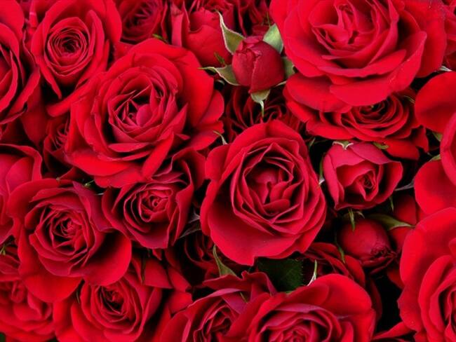 Así usted podrá ayudar a las familias más vulnerables del país mientras regala flores de tipo exportación