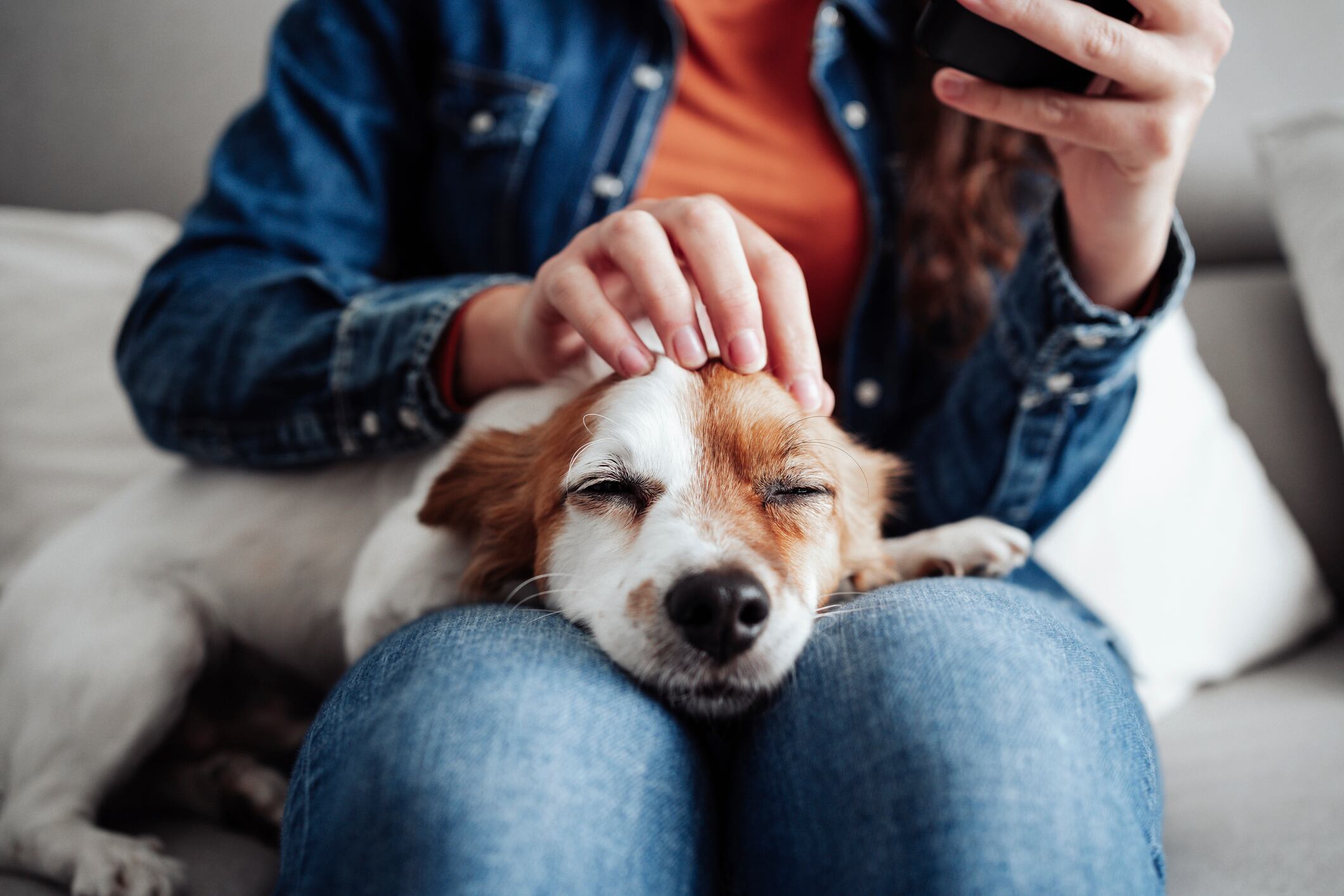 Mascotas en el hogar / Getty Images