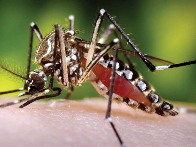 Para prevenir el Dengue se deben evitar los depósitos de agua que sirven de criadero para el mosquito Aedes Aegipty. Foto: Colprensa