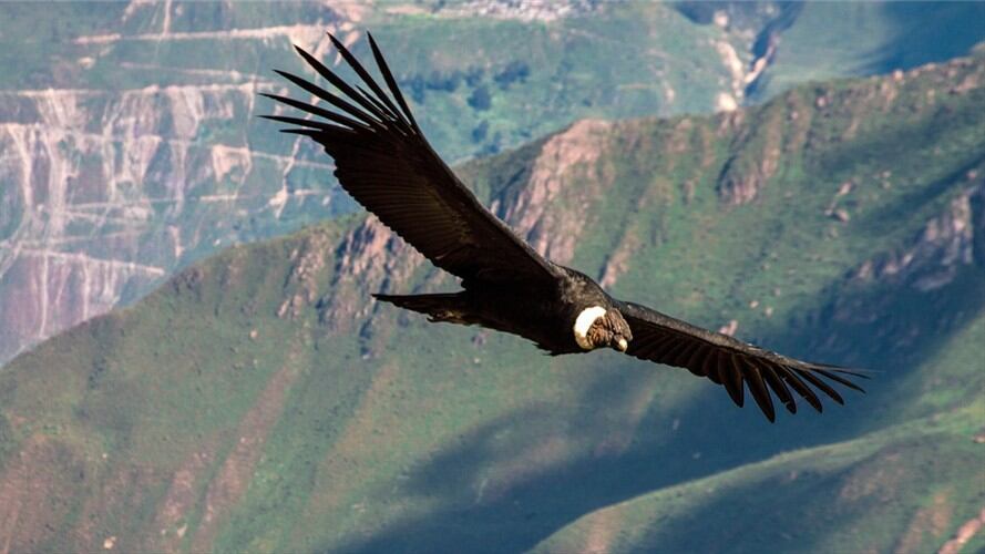 Científicos e indígenas se unen para realizar el primer censo de cóndores en Colombia. Foto: Getty Images