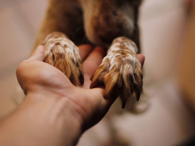 Patas de un perro (Foto: Getty Imágenes)