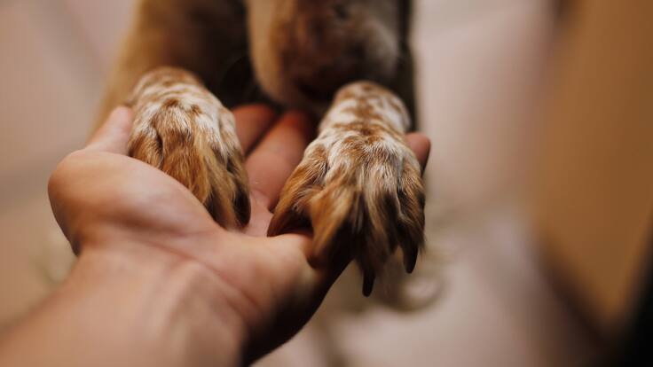 Desarrollan perro robot con el cuerpo de un animal fallecido: así funciona