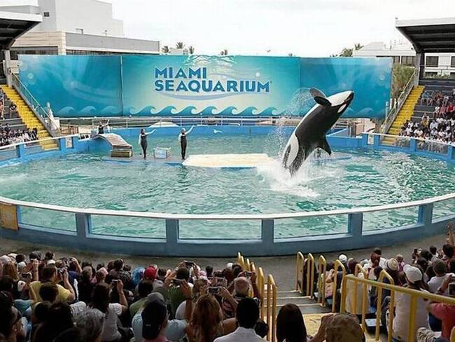 Orca Lolita volverá 50 años después a las aguas del Pacífico Norte que la vieron nacer