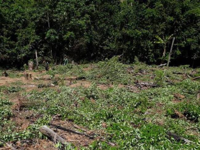 Erradicación forzada en el Catatumbo generó bloqueo vial por cultivadores de hoja de coca. Foto: @CesarJerezM