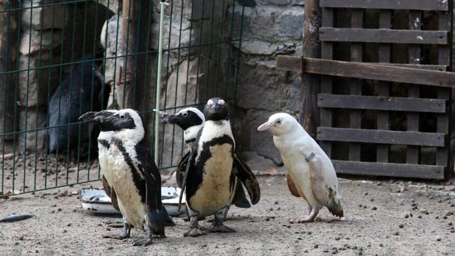 El pingüino de El Cabo albino está en peligro de extinción . Foto: Agencia AFP