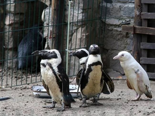 El pingüino de El Cabo albino está en peligro de extinción . Foto: Agencia AFP
