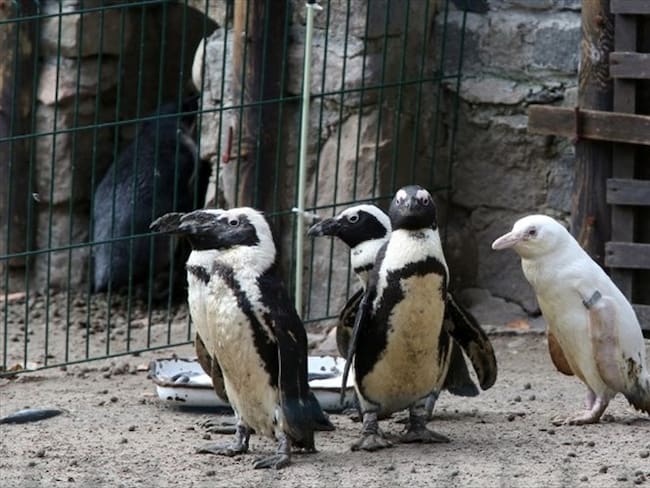 El pingüino de El Cabo albino está en peligro de extinción . Foto: Agencia AFP