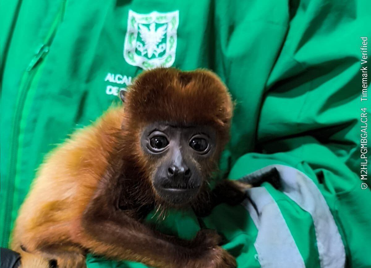 Rescatan mono aullador que estaba en cautiverio en el occidente de Bogotá. Foto:  Secretaría de Ambiente.