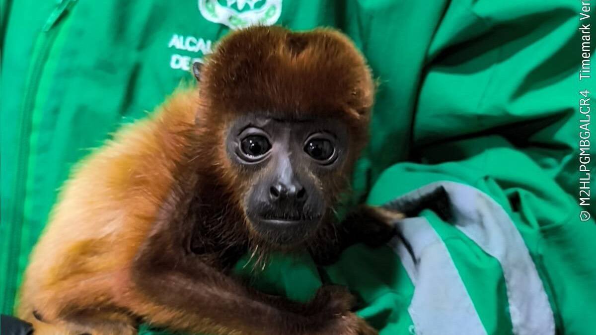 Rescatan mono aullador que estaba en cautiverio en el occidente de Bogotá