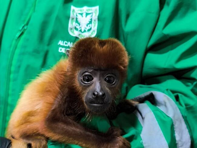 Rescatan mono aullador que estaba en cautiverio en el occidente de Bogotá. Foto: Secretaría de Ambiente.