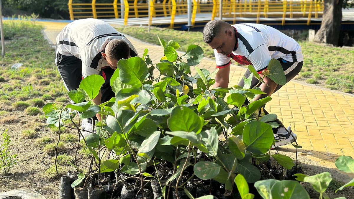 Sembrados mil árboles en el parque lineal ambiental del río Manzanares en Santa Marta