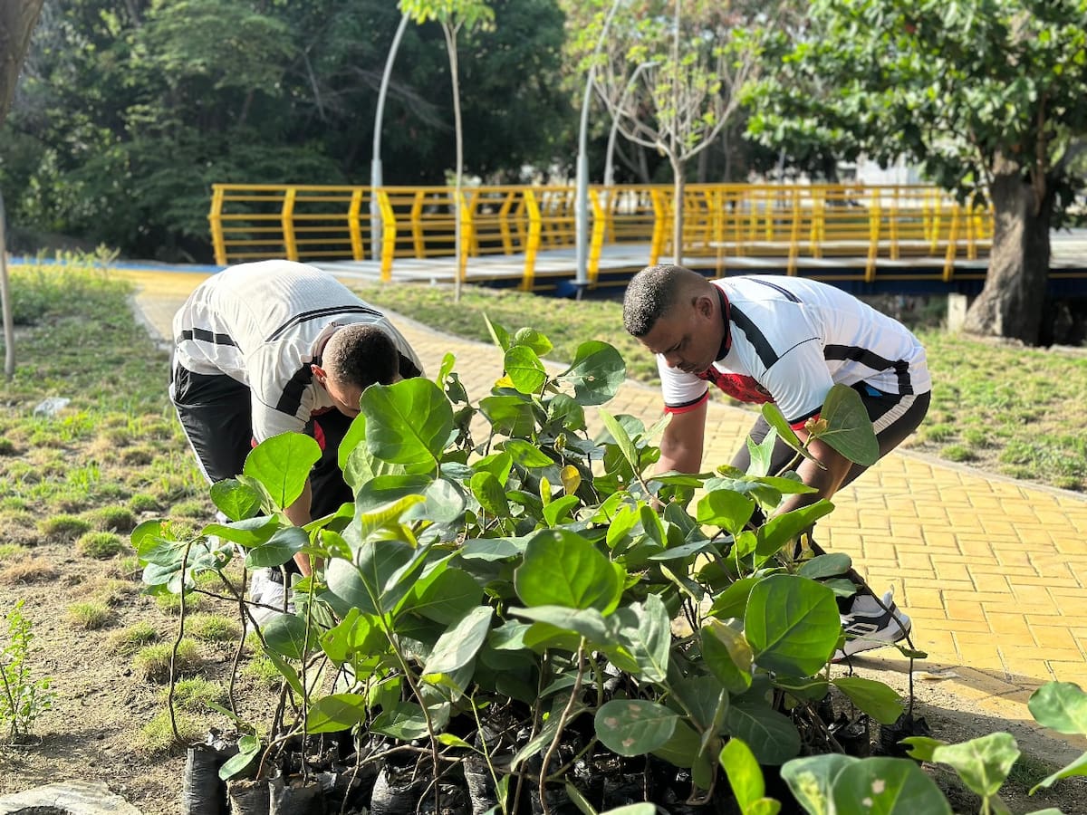 Sembrados mil árboles en el parque lineal ambiental del río Manzanares en Santa Marta