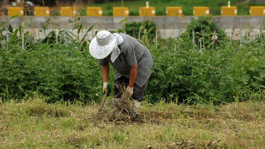 Gobierno oficializó entrega de más de 4.000 títulos de propiedad para población campesina. Foto: Pixabay