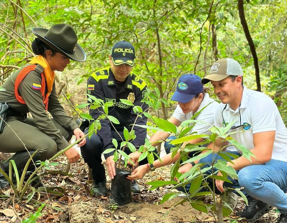 Sembrados más de 30 mil árboles en el Magdalena para la restauración de ecosistemas/ Corpamag