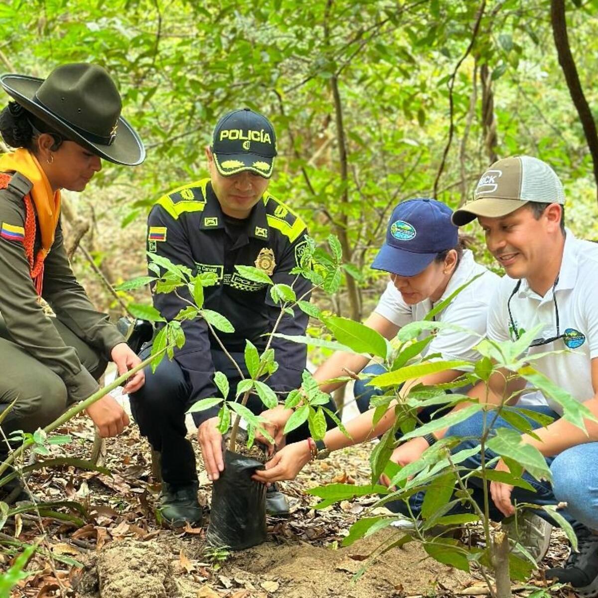 Fueron sembrados más de 30.000 árboles en Magdalena para la restauración de ecosistemas