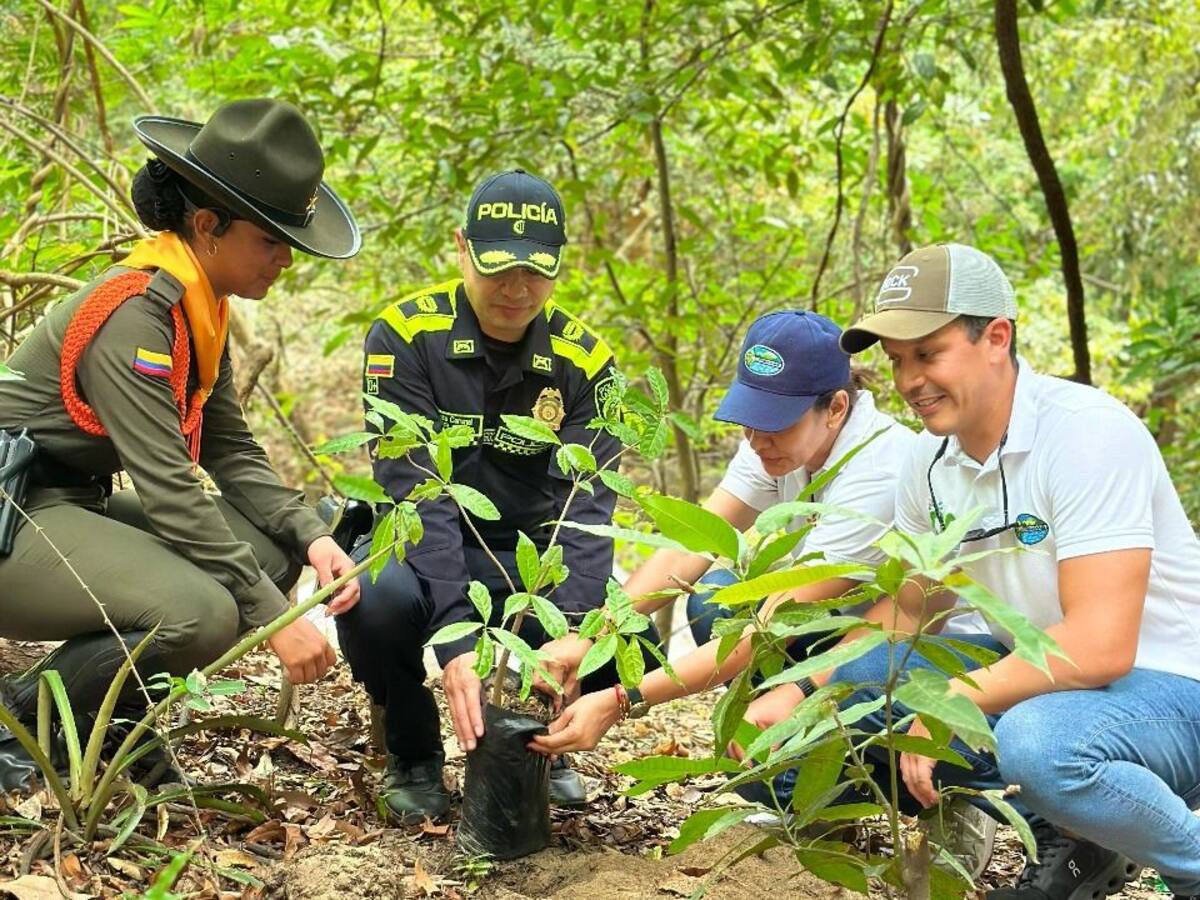 Fueron sembrados más de 30.000 árboles en Magdalena para la restauración de ecosistemas