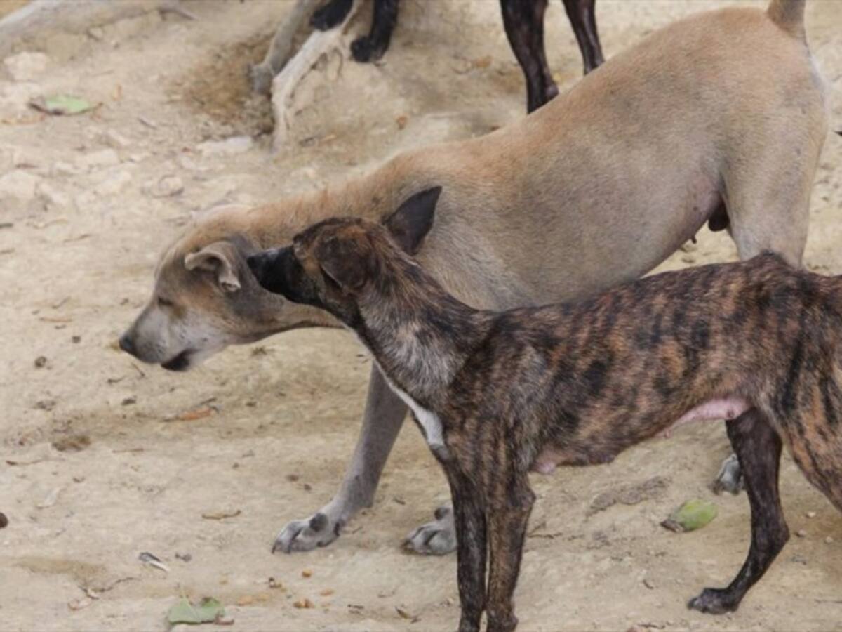 En Barranquilla el abandono de mascotas aumentó en un 10%