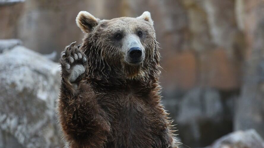Referencia de oso pardo . Foto: Getty