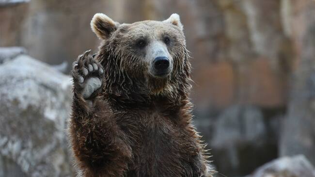 Referencia de oso pardo . Foto: Getty