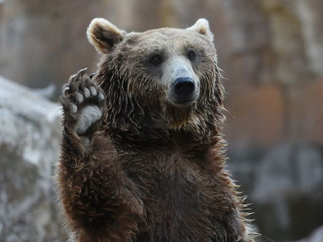 Referencia de oso pardo . Foto: Getty