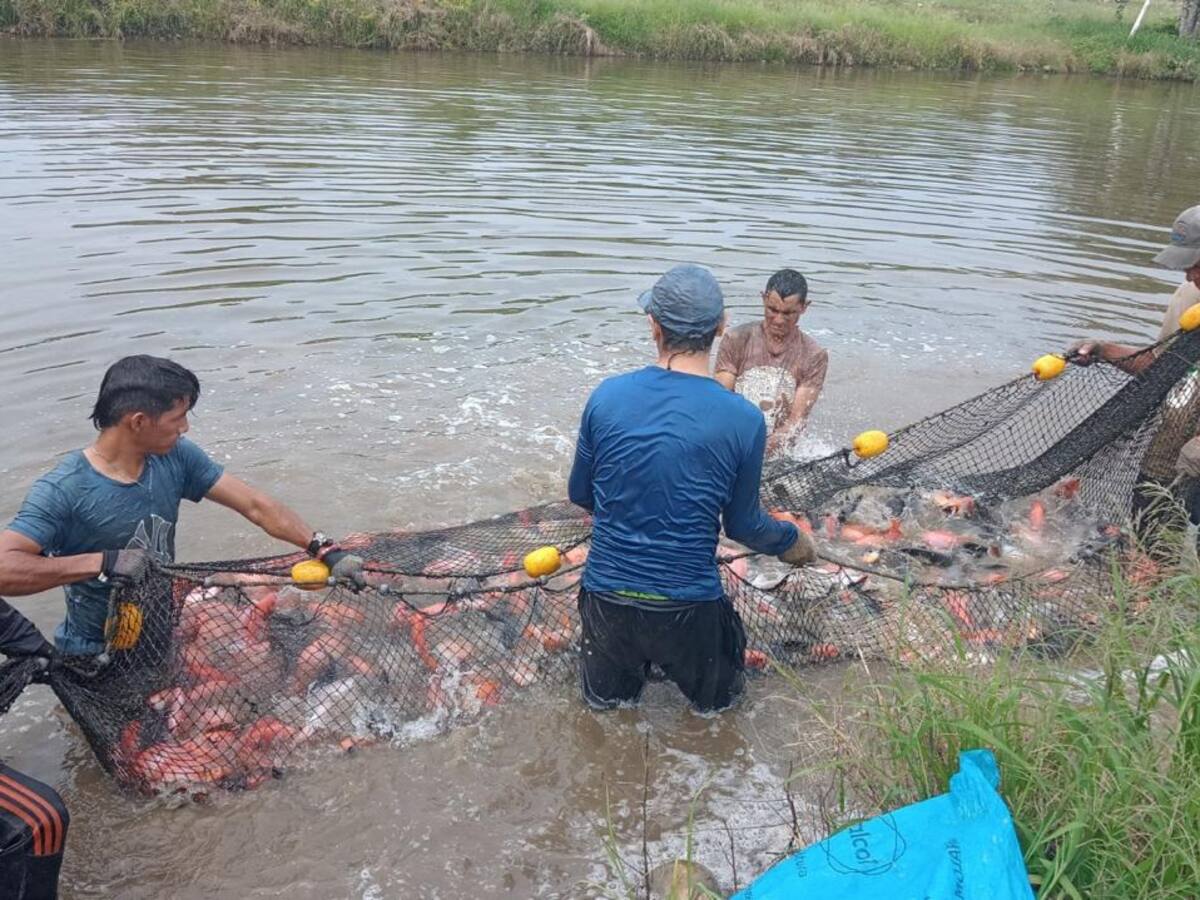 Alertan que proyectos de firmantes de paz en el Catatumbo no son sostenibles
