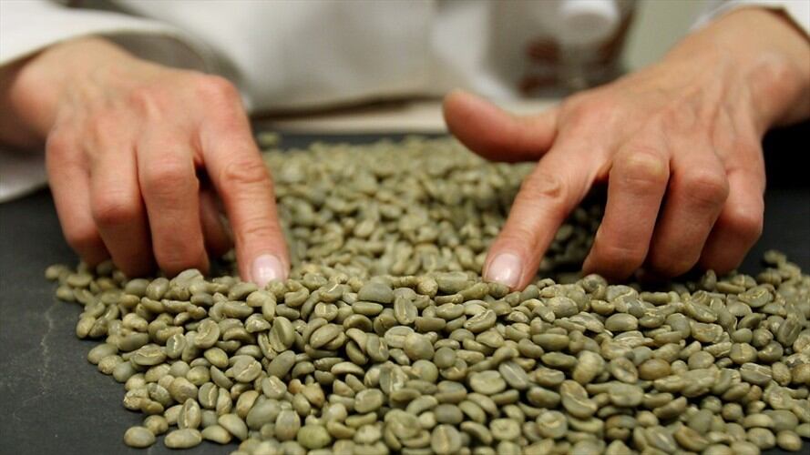 La Federación Nacional de Cafeteros aseguró que realidad que se vive en los cuarteles y en los alojamientos de los caficultores es compleja. Foto: Colprensa