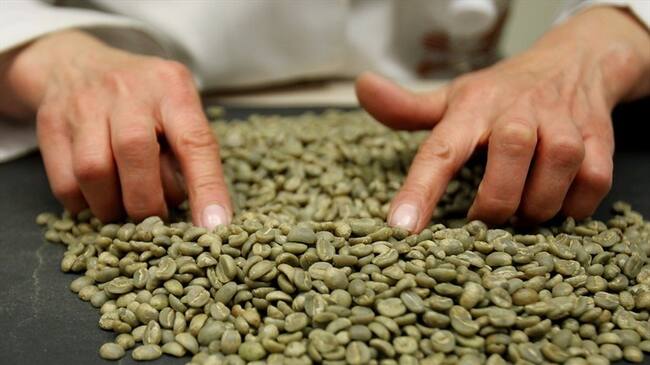 La Federación Nacional de Cafeteros aseguró que realidad que se vive en los cuarteles y en los alojamientos de los caficultores es compleja. Foto: Colprensa