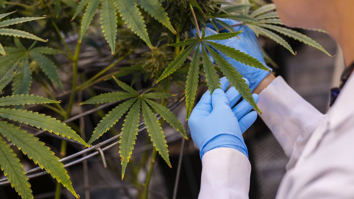 Empresa de cannabis es señalada de incumplir obligaciones laborales en Colombia