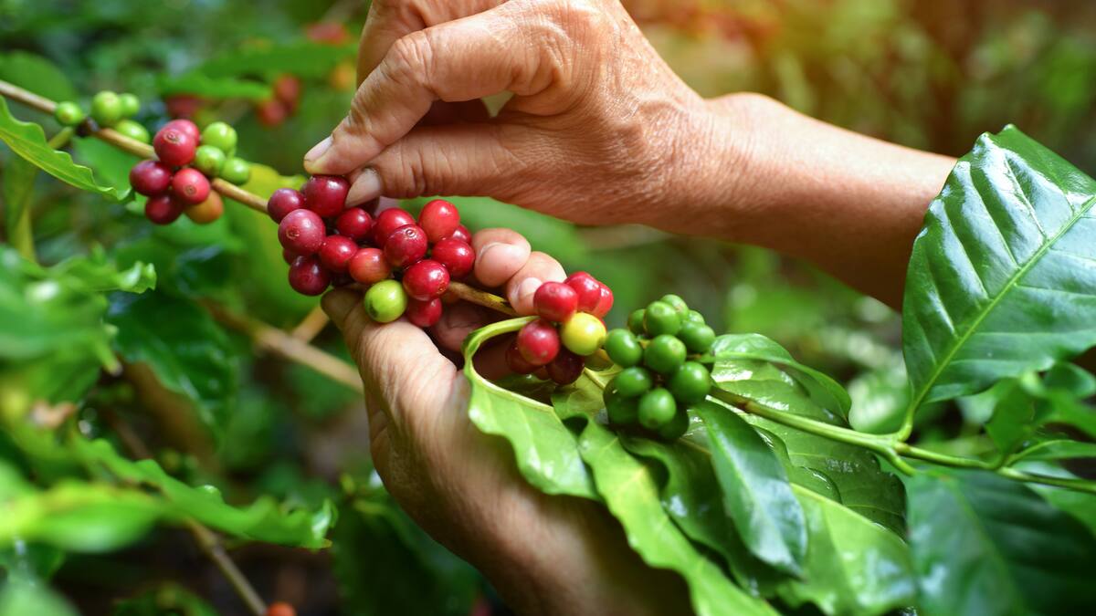 Preocupación en la Federación Nacional de Cafeteros por baja renovación de cafetales