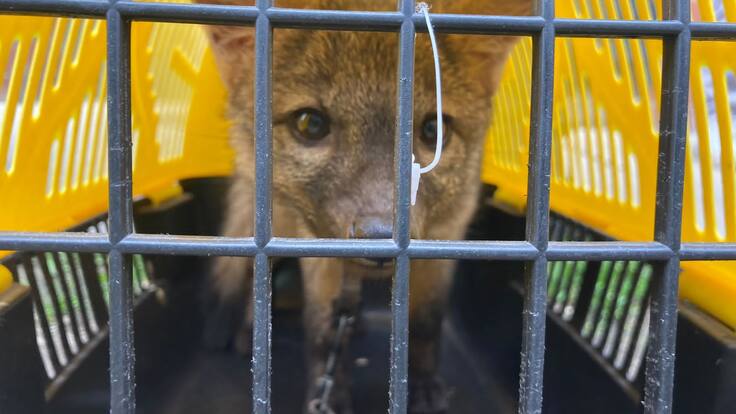Zorro cangrejero rescatado en Bogotá está en proceso de rehabilitación para ser liberado